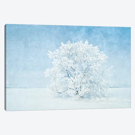 Canada, Manitoba. Snow-covered tree. Canvas Print #JYG440} by Jaynes Gallery Canvas Art Print