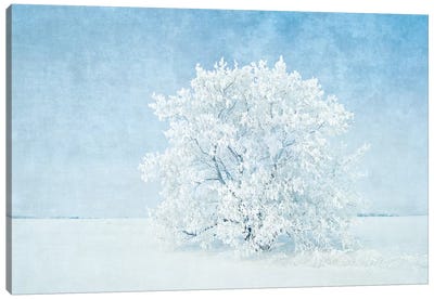 Canada, Manitoba. Snow-covered tree. Canvas Art Print