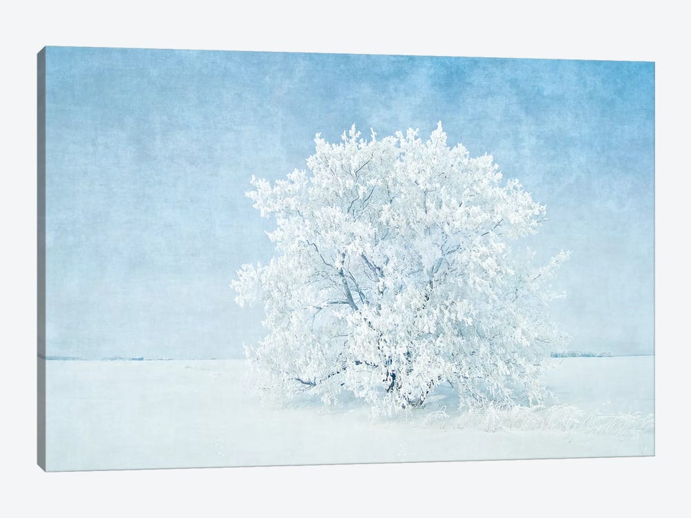 Canada, Manitoba. Snow-covered tree. by Jaynes Gallery 1-piece Art Print