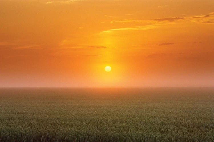 Canada, Manitoba. Sunrise on wheat field in fog.