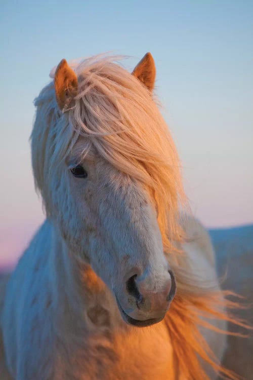 Iceland. Icelandic horse in sunset light V