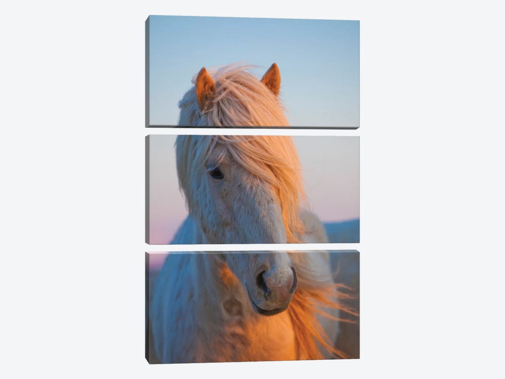 Iceland. Icelandic horse in sunset light V by Jaynes Gallery 3-piece Canvas Print