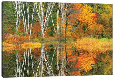 Canada, Ontario, Capreol. Trees reflected in Vermilion River in autumn. Canvas Art Print - Aspen Tree Art