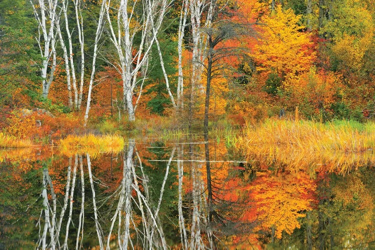 Canada, Ontario, Capreol. Trees reflected in Vermilion River in autumn.