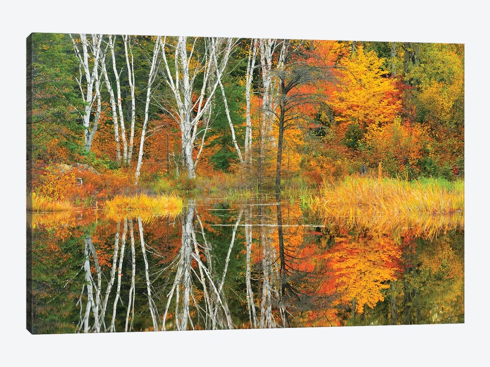 Canada, Ontario, Capreol. Trees reflected in Vermilion River in autumn. by Jaynes Gallery 1-piece Canvas Wall Art