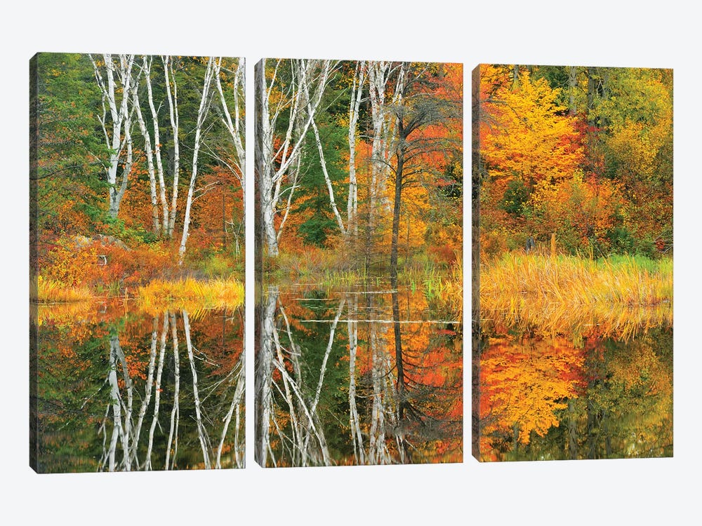Canada, Ontario, Capreol. Trees reflected in Vermilion River in autumn. by Jaynes Gallery 3-piece Canvas Wall Art