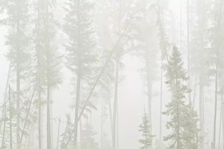 Canada, Ontario, Ear Falls. Forest in fog.