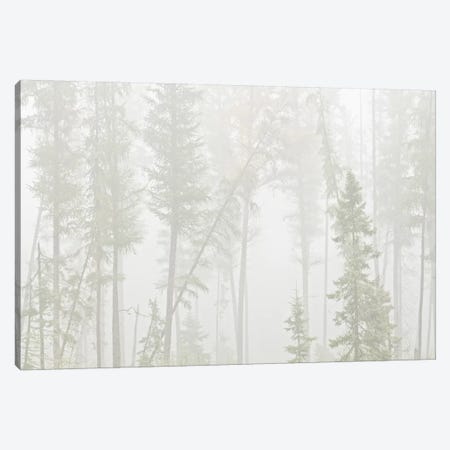 Canada, Ontario, Ear Falls. Forest in fog. Canvas Print #JYG457} by Jaynes Gallery Art Print