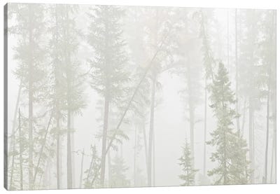 Canada, Ontario, Ear Falls. Forest in fog. Canvas Art Print - Ontario Art