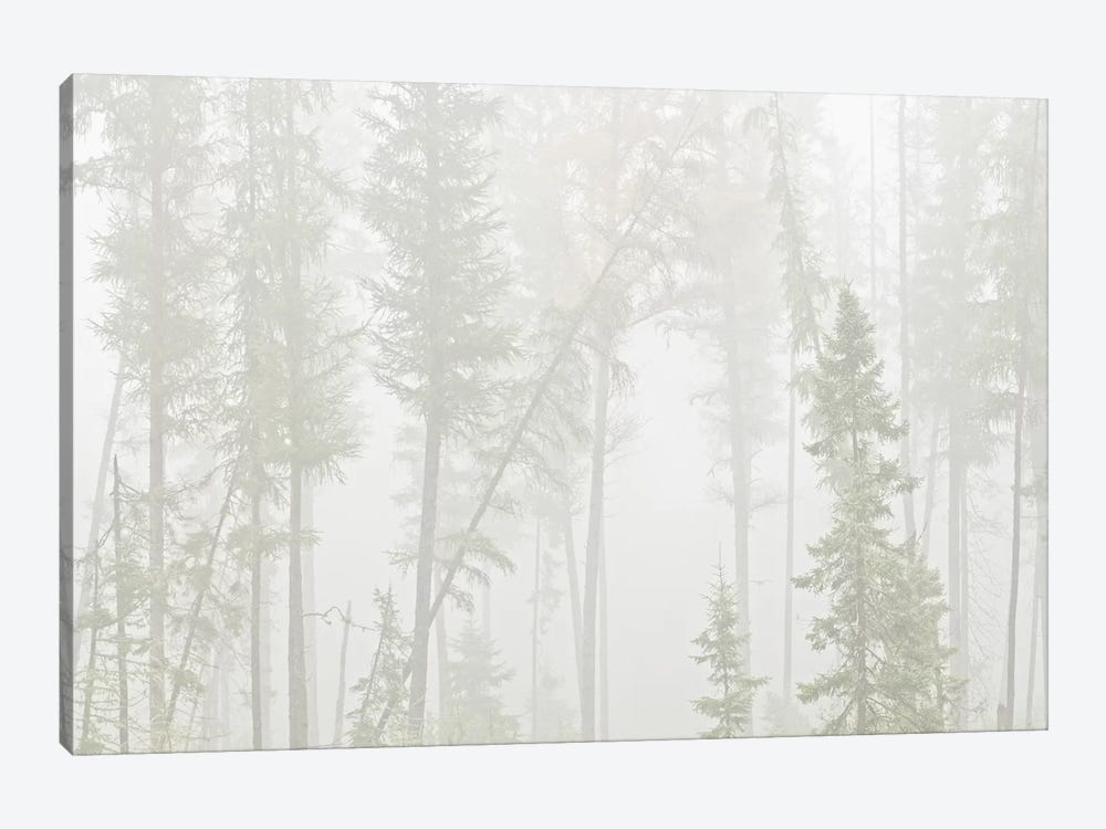 Canada, Ontario, Ear Falls. Forest in fog. by Jaynes Gallery 1-piece Canvas Print