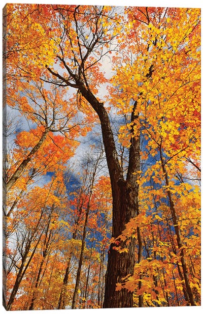 Canada, Ontario, Fairbank Provincial Park. Sugar maple trees in autumn. Canvas Art Print - Canada Art