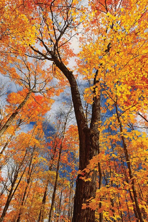 Canada, Ontario, Fairbank Provincial Park. Sugar maple trees in autumn.