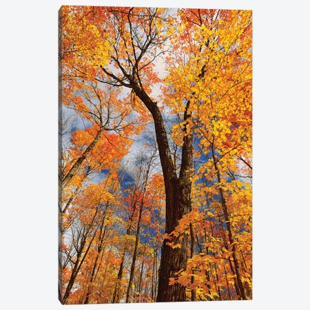 Canada, Ontario, Fairbank Provincial Park. Sugar maple trees in autumn. Canvas Print #JYG459} by Jaynes Gallery Canvas Art