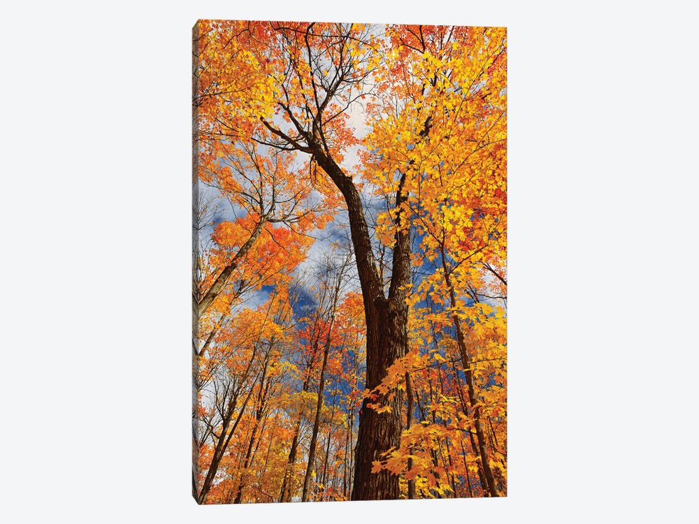 Canada, Ontario, Fairbank Provincial Park. Sugar maple trees in autumn. by Jaynes Gallery 1-piece Canvas Art Print