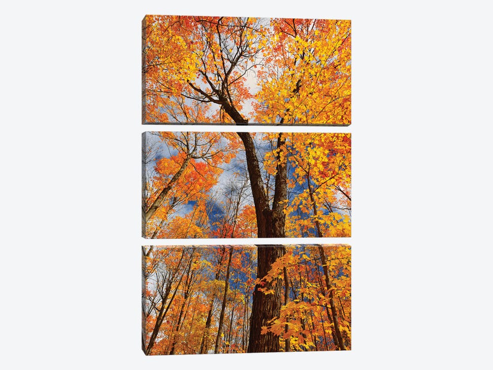 Canada, Ontario, Fairbank Provincial Park. Sugar maple trees in autumn. 3-piece Canvas Art Print