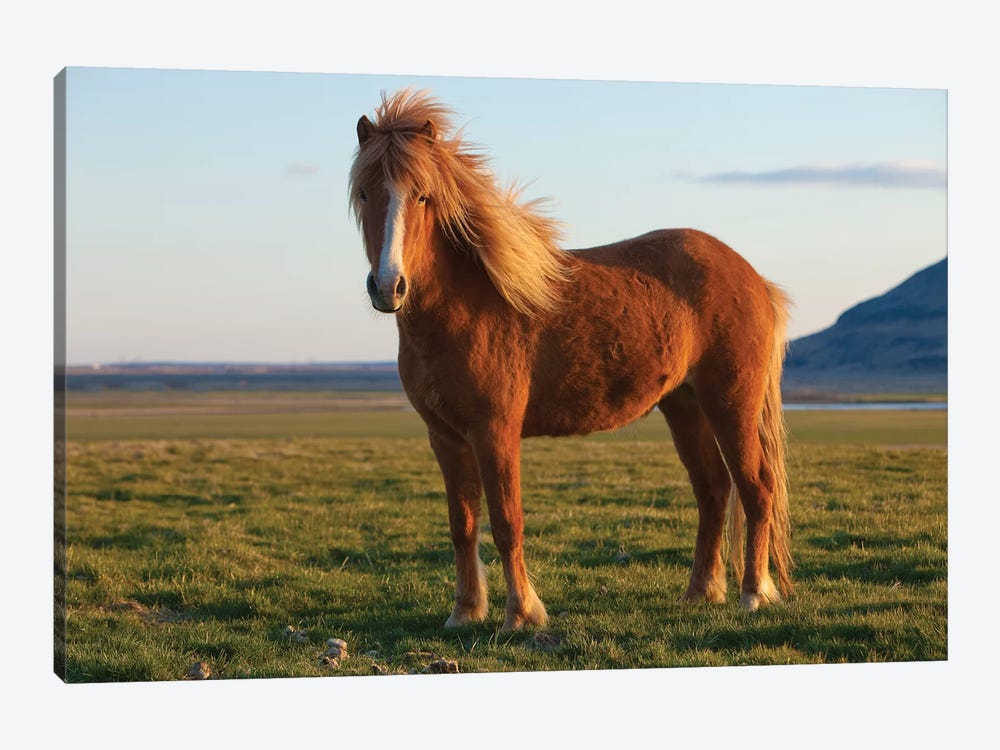 Iceland. Icelandic horse in sunset light VI by Jaynes Gallery 1-piece Canvas Art