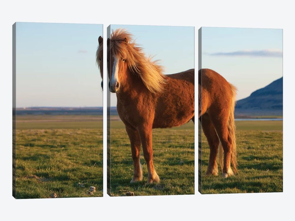 Iceland. Icelandic horse in sunset light VI by Jaynes Gallery 3-piece Canvas Wall Art