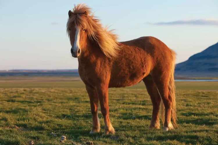 Iceland. Icelandic horse in sunset light VI