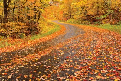 Canada, Ontario, Goulasi River. Country road lined with fallen maple leaves. by Jaynes Gallery multi panel art