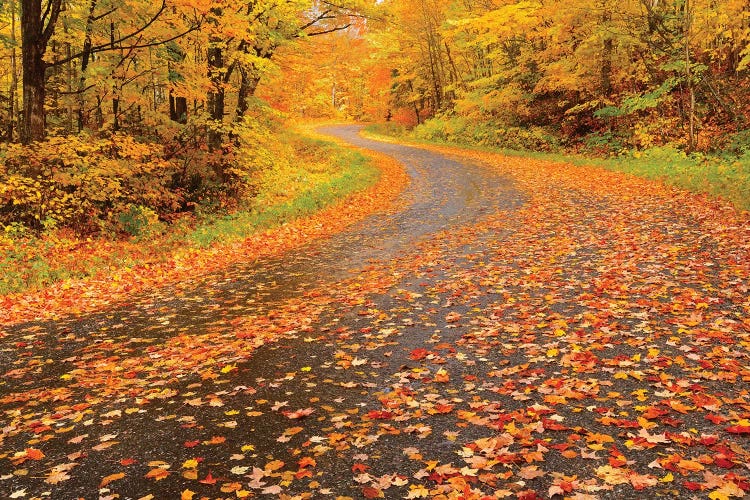 Canada, Ontario, Goulasi River. Country road lined with fallen maple leaves.