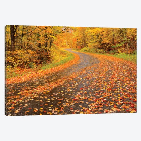 Canada, Ontario, Goulasi River. Country road lined with fallen maple leaves. Canvas Print #JYG460} by Jaynes Gallery Art Print
