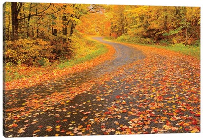 Canada, Ontario, Goulasi River. Country road lined with fallen maple leaves. Canvas Art Print - Ontario Art