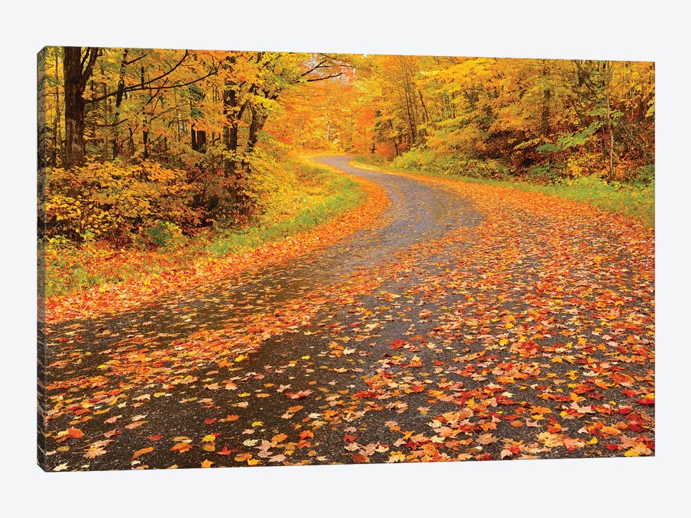 Canada, Ontario, Goulasi River. Country road lined with fallen maple leaves. by Jaynes Gallery 1-piece Art Print