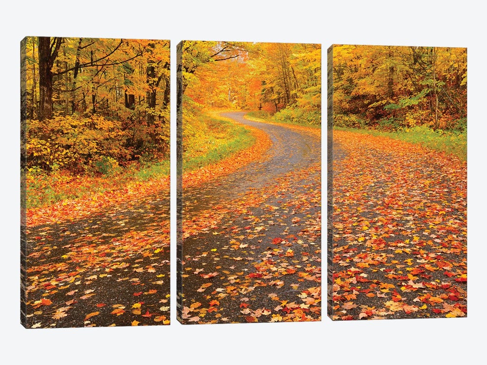 Canada, Ontario, Goulasi River. Country road lined with fallen maple leaves. by Jaynes Gallery 3-piece Canvas Art Print