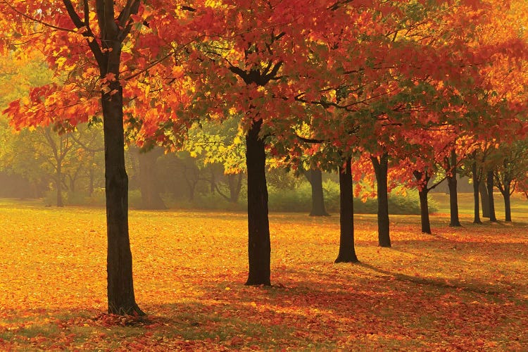 Canada, Ontario, Guelph. Sugar maple trees in autumn.