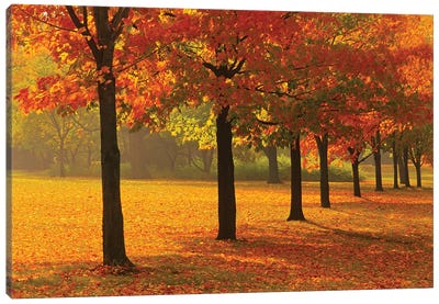 Canada, Ontario, Guelph. Sugar maple trees in autumn. Canvas Art Print - Ontario Art
