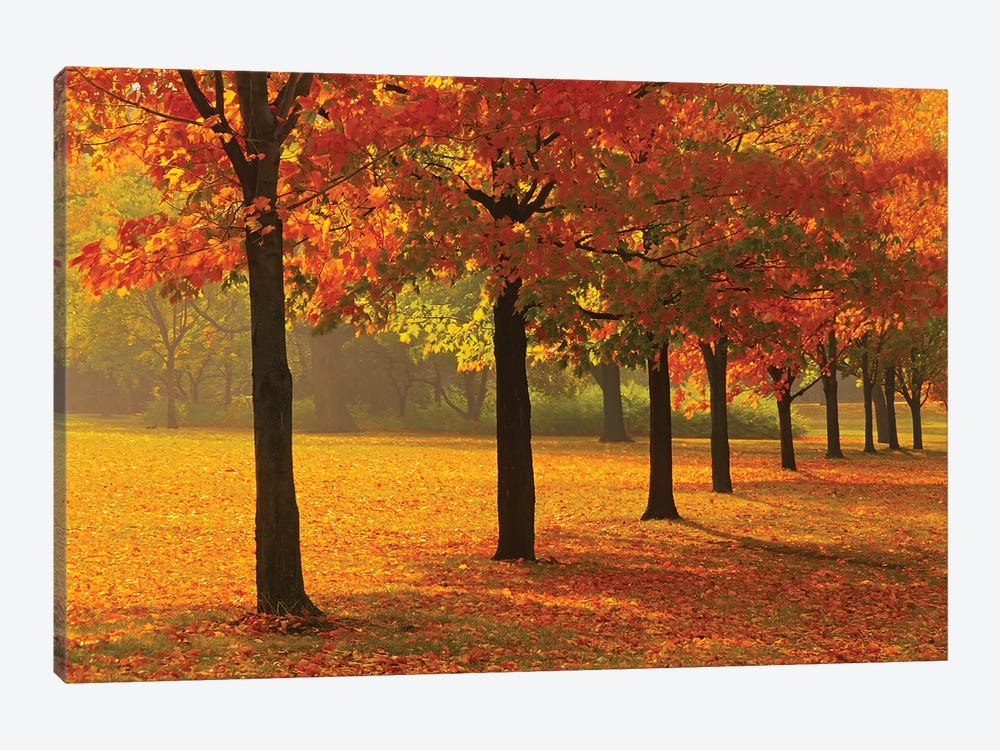 Canada, Ontario, Guelph. Sugar maple trees in autumn. by Jaynes Gallery 1-piece Canvas Artwork