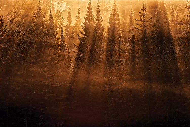 Canada, Ontario, Kenora. Backlit tree shadows at sunrise.