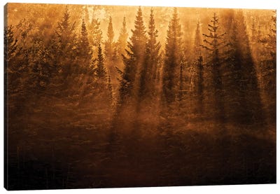 Canada, Ontario, Kenora. Backlit tree shadows at sunrise. Canvas Art Print - Ontario Art