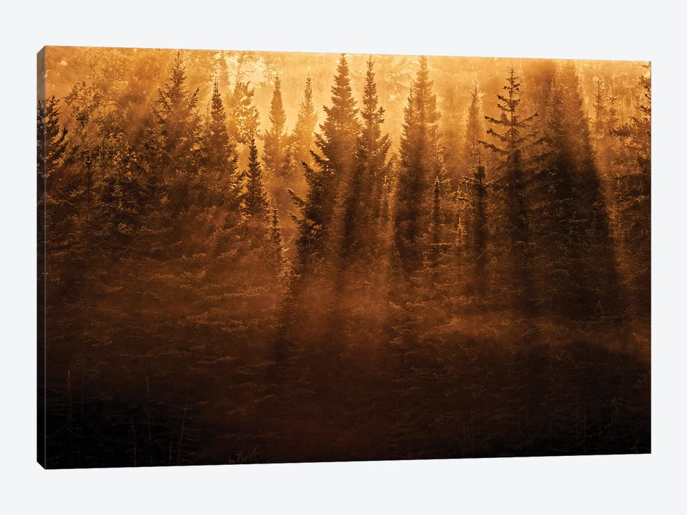 Canada, Ontario, Kenora. Backlit tree shadows at sunrise. by Jaynes Gallery 1-piece Canvas Print