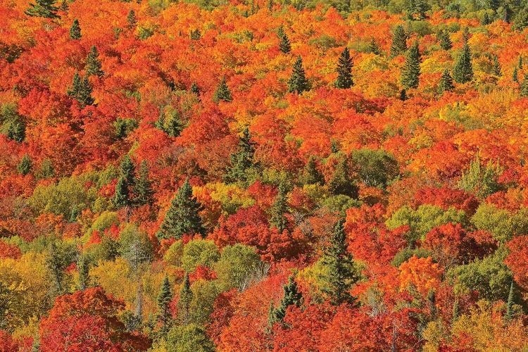 Canada, Ontario, Lake Superior Provincial Park. Evergreen and maple trees in autumn color.
