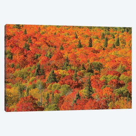 Canada, Ontario, Lake Superior Provincial Park. Evergreen and maple trees in autumn color. Canvas Print #JYG463} by Jaynes Gallery Canvas Print