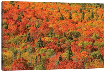 Canada, Ontario, Lake Superior Provincial Park. Evergreen and maple trees in autumn color. Canvas Art Print - Ontario Art