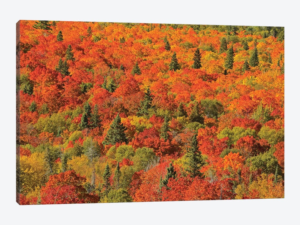Canada, Ontario, Lake Superior Provincial Park. Evergreen and maple trees in autumn color. by Jaynes Gallery 1-piece Canvas Art