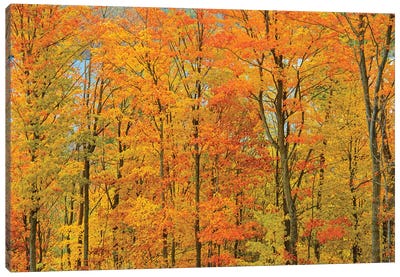 Canada, Ontario, Manitoulin Island. Sugar maple trees in autumn foliage. Canvas Art Print - Canada Art