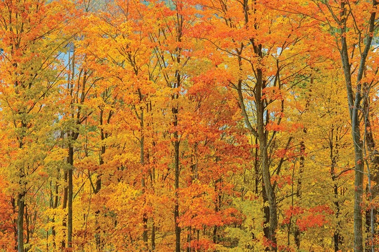 Canada, Ontario, Manitoulin Island. Sugar maple trees in autumn foliage.