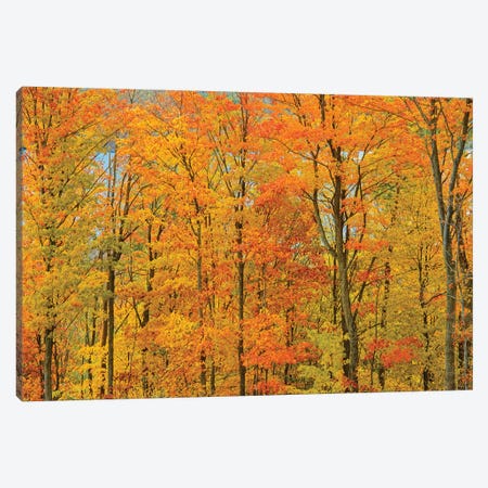 Canada, Ontario, Manitoulin Island. Sugar maple trees in autumn foliage. Canvas Print #JYG464} by Jaynes Gallery Canvas Art