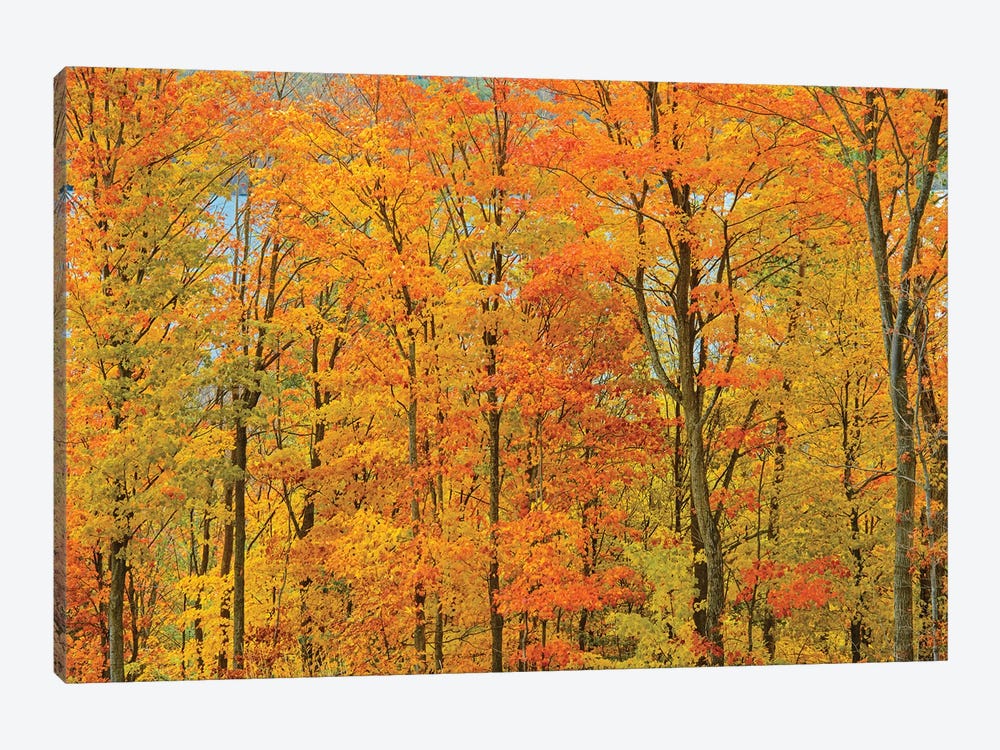 Canada, Ontario, Manitoulin Island. Sugar maple trees in autumn foliage. by Jaynes Gallery 1-piece Canvas Print