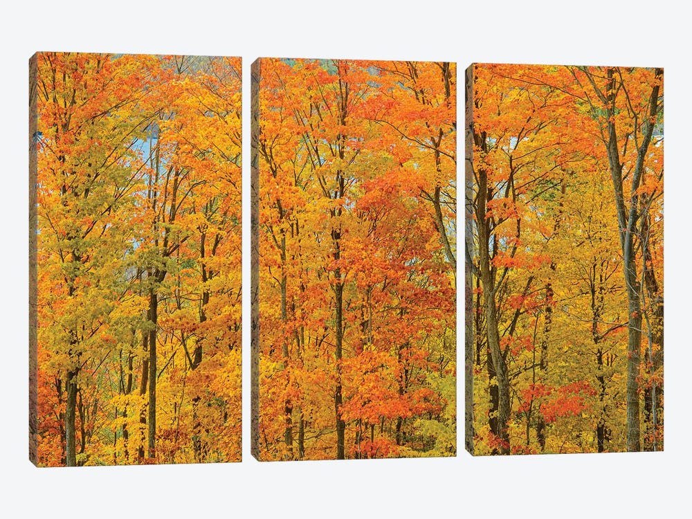 Canada, Ontario, Manitoulin Island. Sugar maple trees in autumn foliage. by Jaynes Gallery 3-piece Art Print