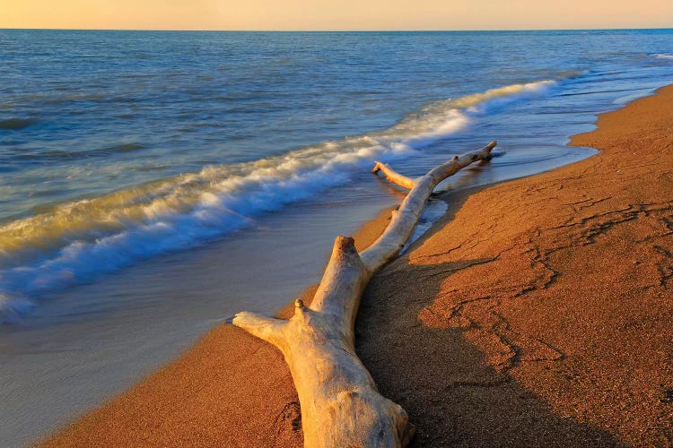 Canada, Ontario, Point Pelee National Park. Driftwood on Lake Erie shore.