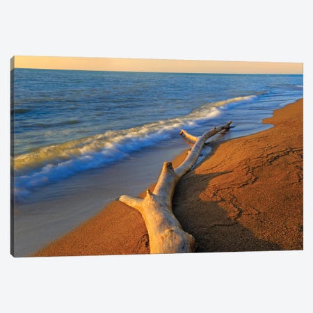 Canada, Ontario, Point Pelee National Park. Driftwood on Lake Erie shore. Canvas Print #JYG466} by Jaynes Gallery Canvas Artwork