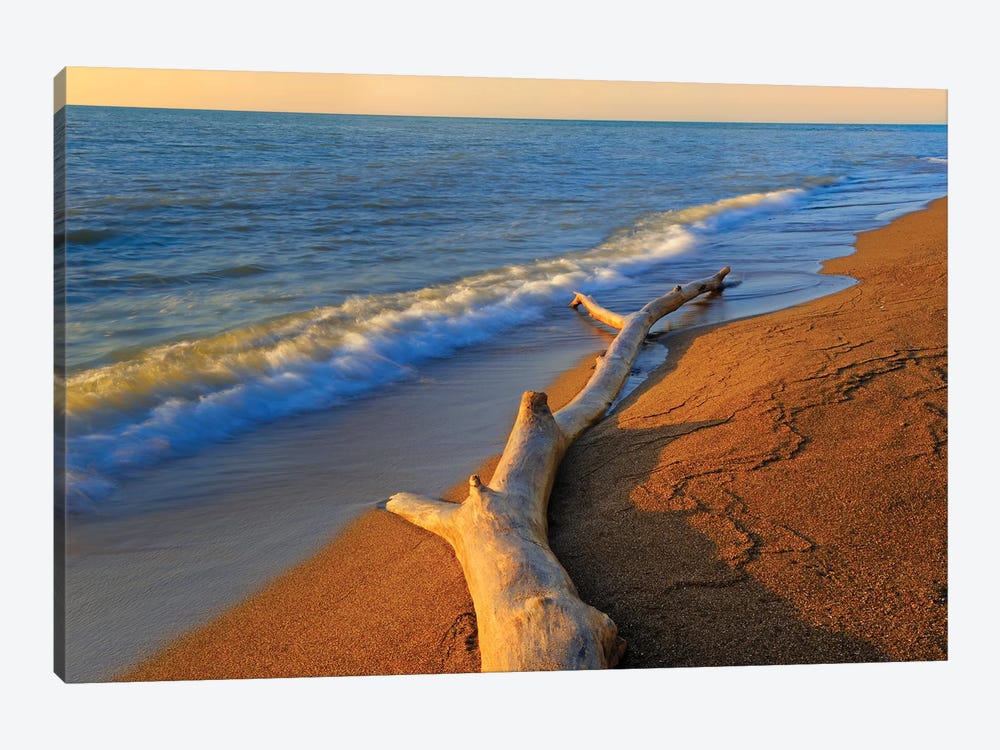 Canada, Ontario, Point Pelee National Park. Driftwood on Lake Erie shore. 1-piece Art Print
