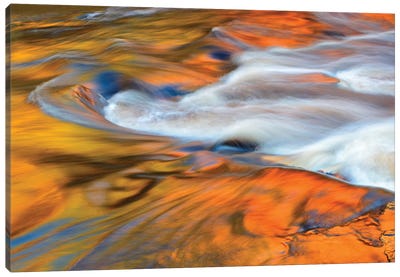 Canada, Ontario, Rosseau. Maple trees reflected in stream at sunset. Canvas Art Print - Ontario Art