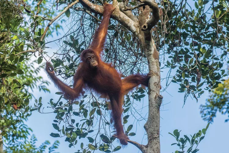 Indonesia, Borneo, Kalimantan. Female orangutan at Tanjung Puting National Park I