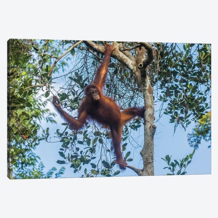 Indonesia, Borneo, Kalimantan. Female orangutan at Tanjung Puting National Park I Canvas Print #JYG46} by Jaynes Gallery Art Print