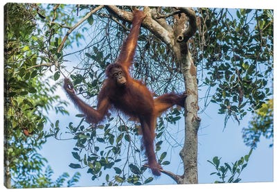 Indonesia, Borneo, Kalimantan. Female orangutan at Tanjung Puting National Park I Canvas Art Print - Primate Art